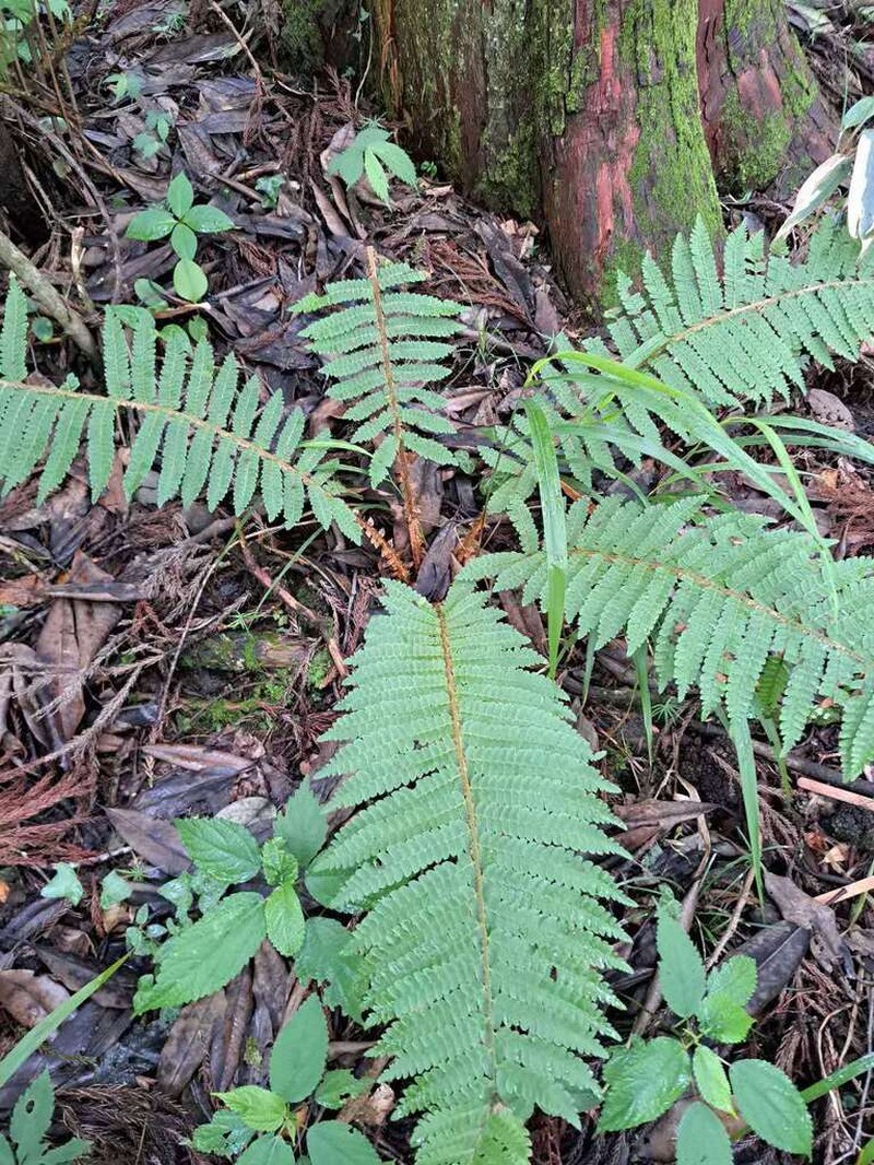 Polystichum makinoi photo 3