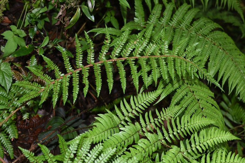 Polystichum makinoi photo 4