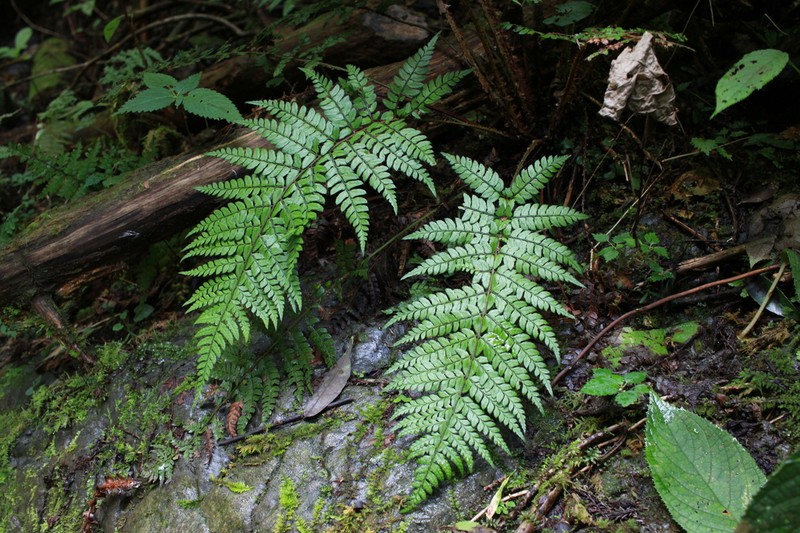 Polystichum makinoi photo 5