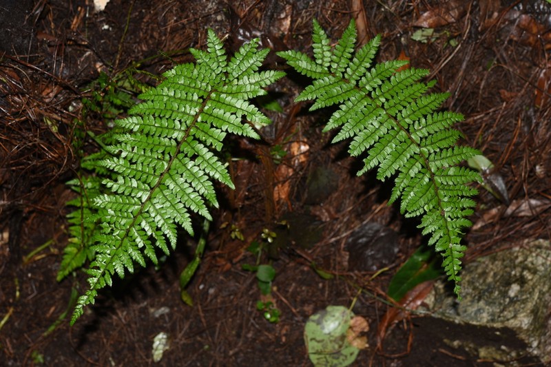 Polystichum makinoi photo 6