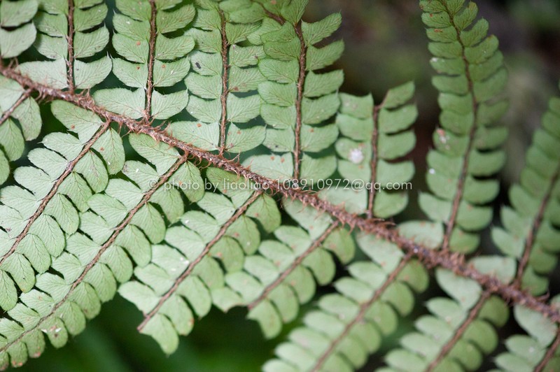 Polystichum makinoi photo 7