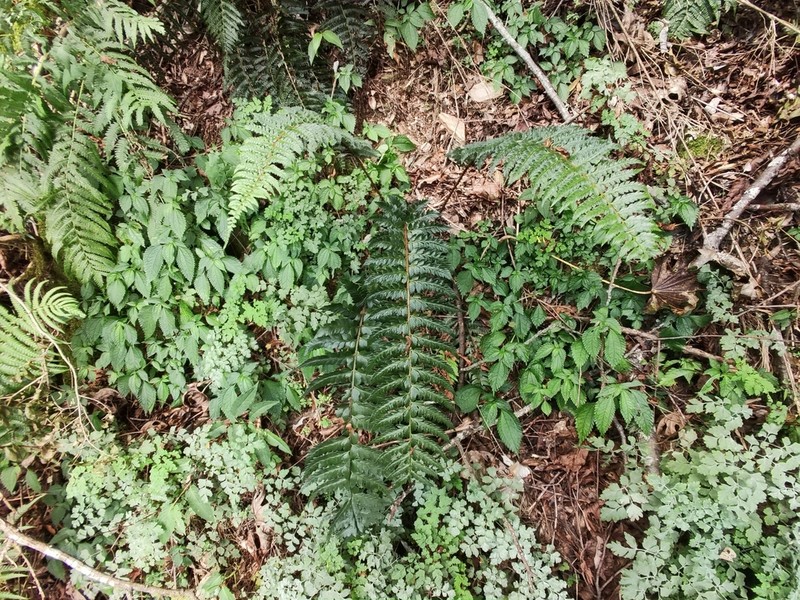 Polystichum manmeiense