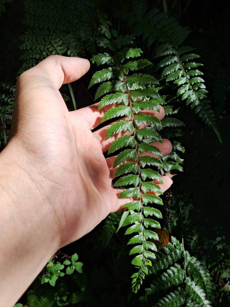 Polystichum manmeiense photo 2