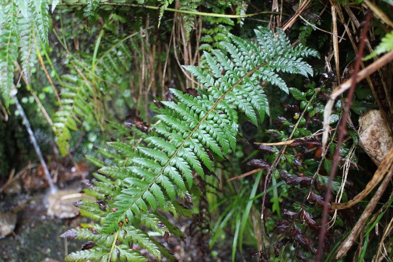 Polystichum manmeiense photo 3
