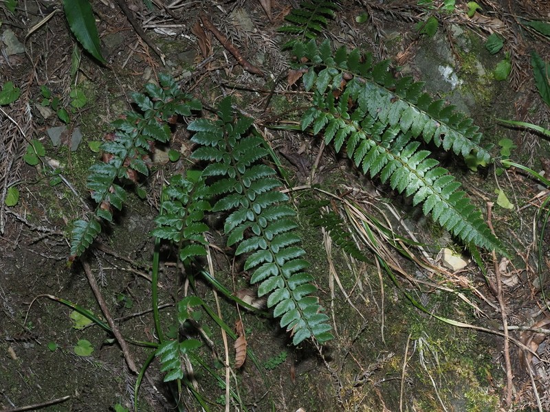 Polystichum manmeiense photo 4
