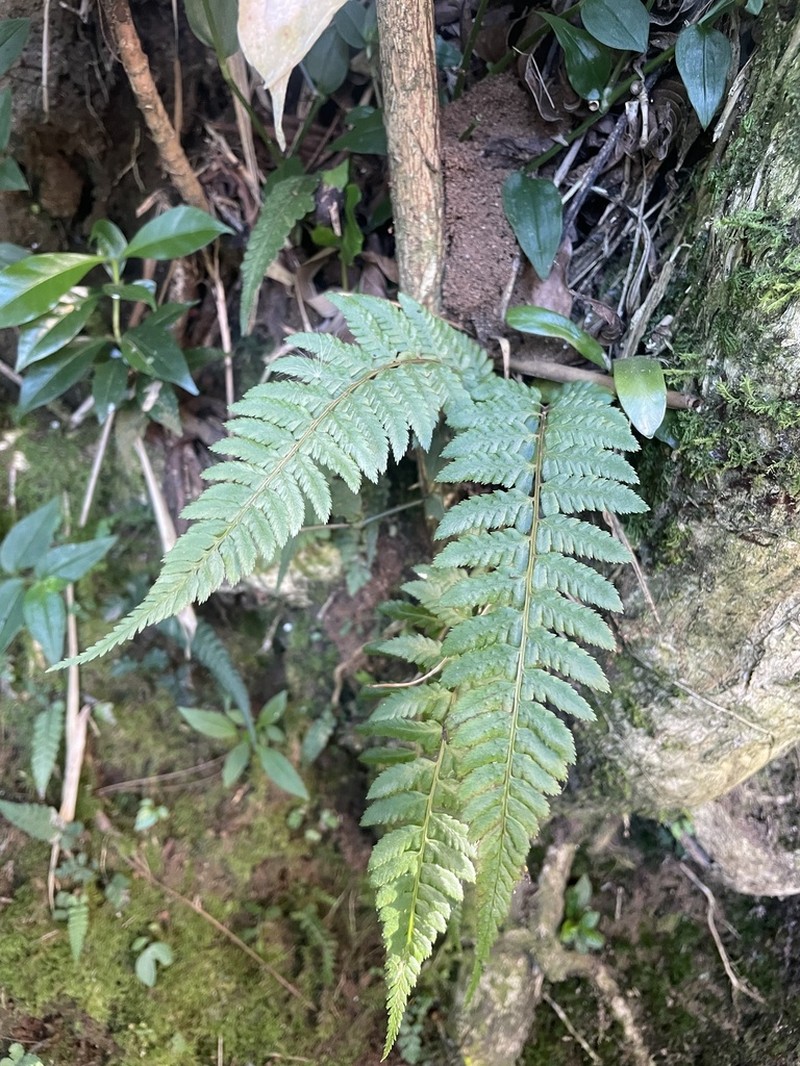 Polystichum manmeiense photo 5