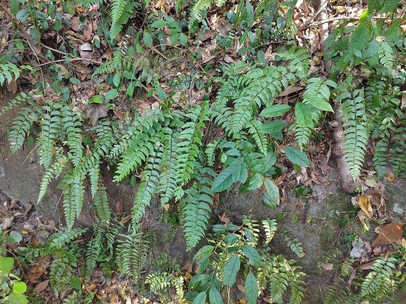 Polystichum manmeiense photo 6