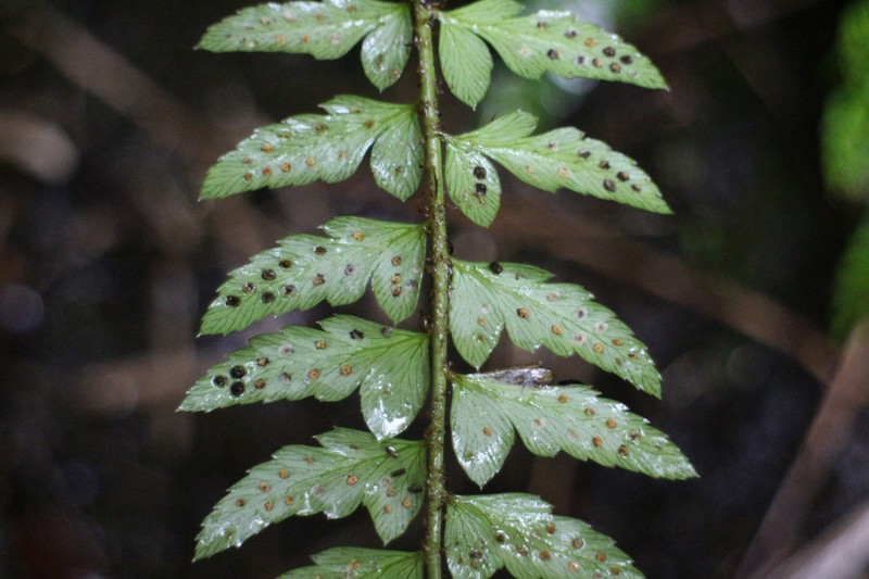 Polystichum manmeiense photo 7