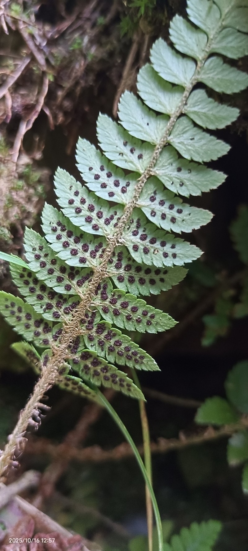 Polystichum manmeiense photo 8