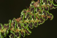 Polystichum marionense