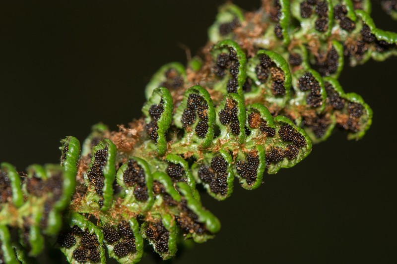 Polystichum marionense