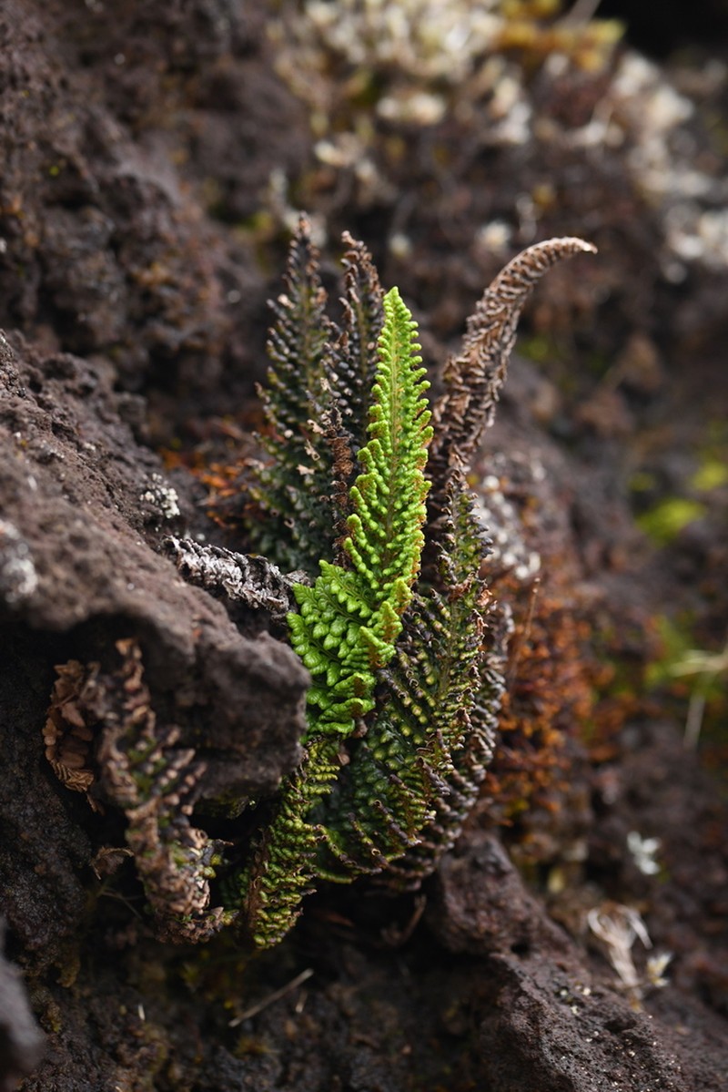 Polystichum marionense photo 2