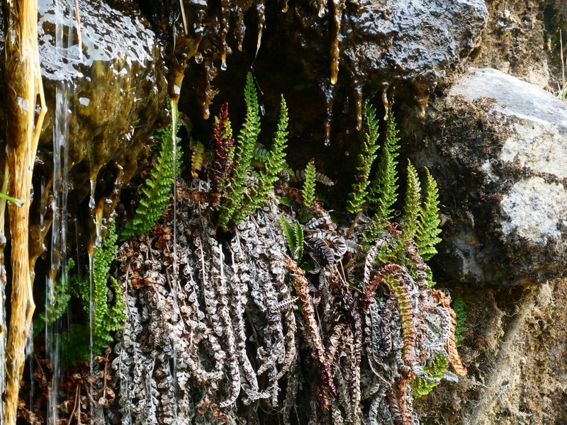 Polystichum marionense photo 4