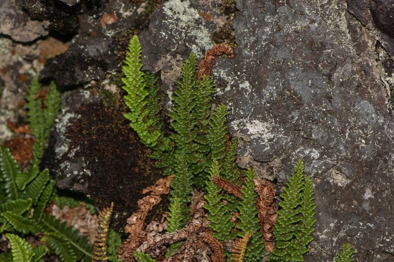 Polystichum marionense photo 5