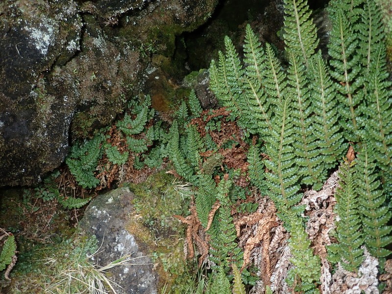 Polystichum marionense photo 6