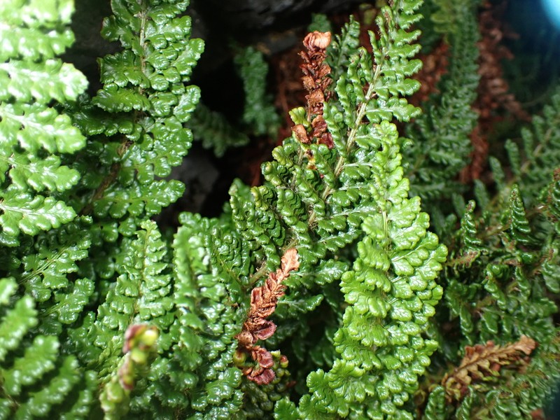Polystichum marionense photo 7