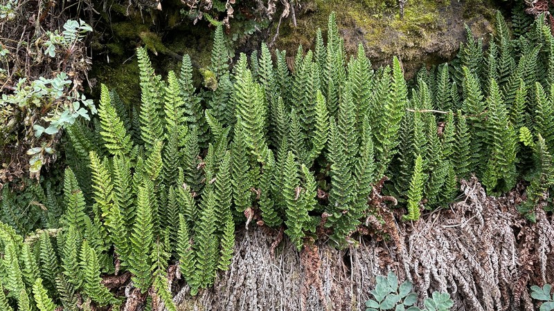 Polystichum marionense photo 8