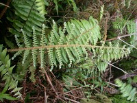 Polystichum marquesense