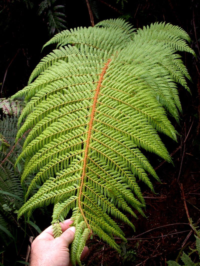 Polystichum marquesense photo 2