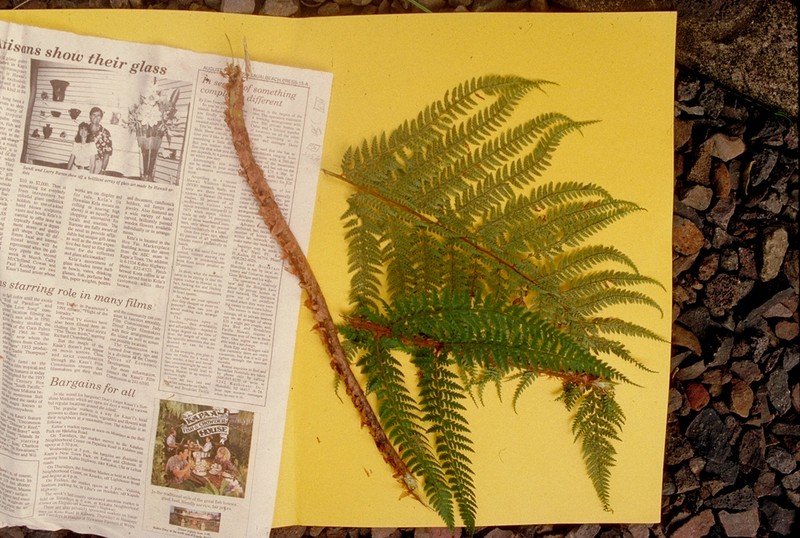Polystichum marquesense photo 3