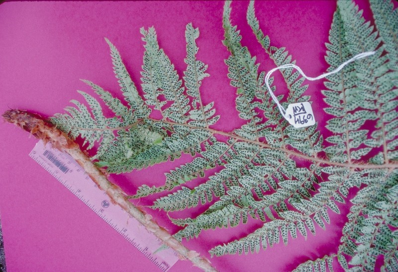 Polystichum marquesense photo 4