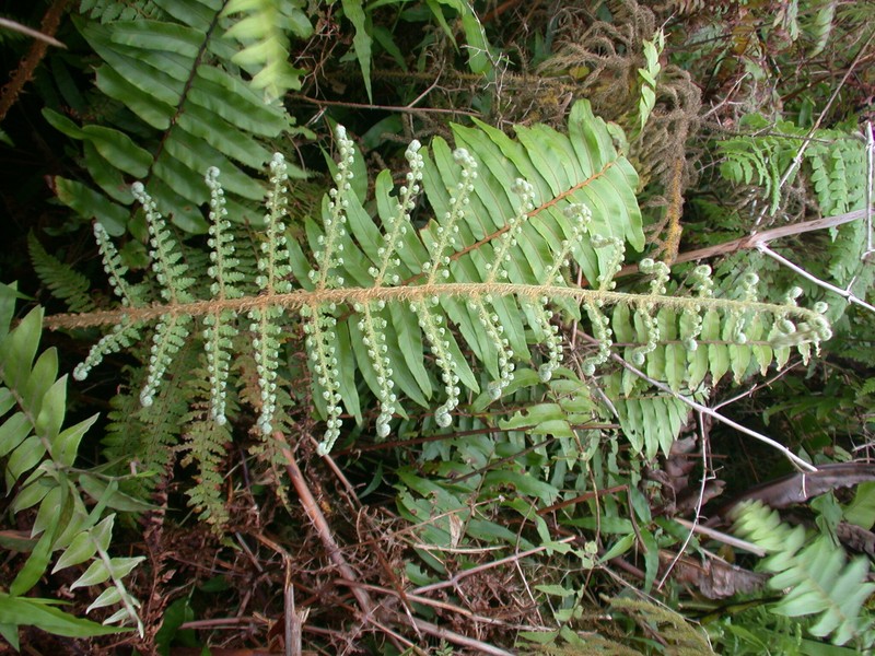 Polystichum marquesense photo 5