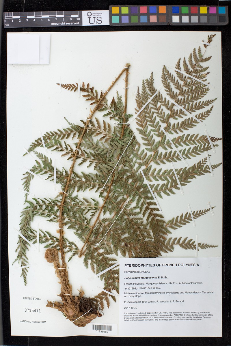 Polystichum marquesense photo 6