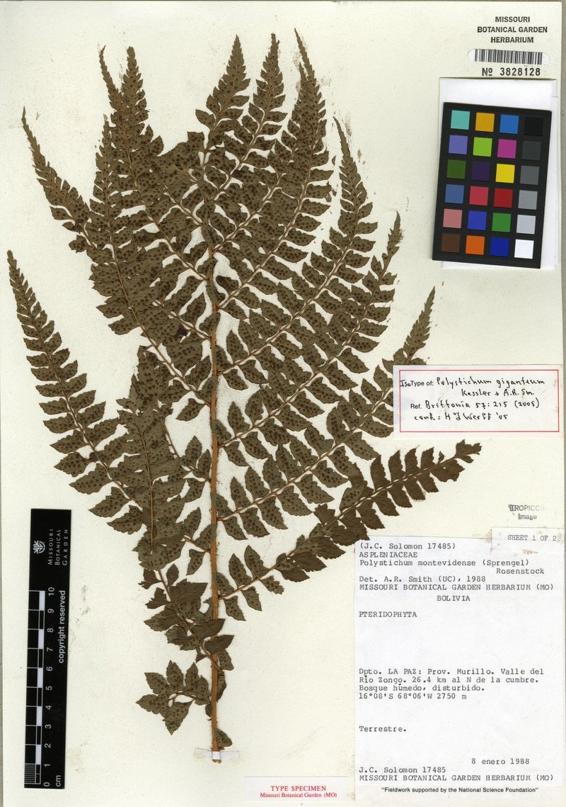 Polystichum maximum
