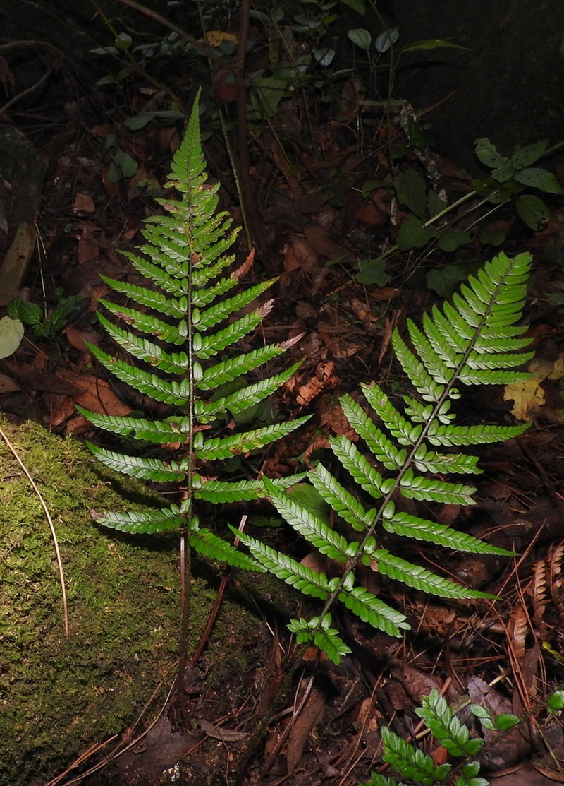 Polystichum mayebarae
