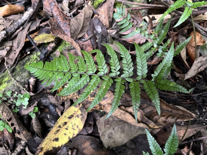 Polystichum mayebarae photo 2