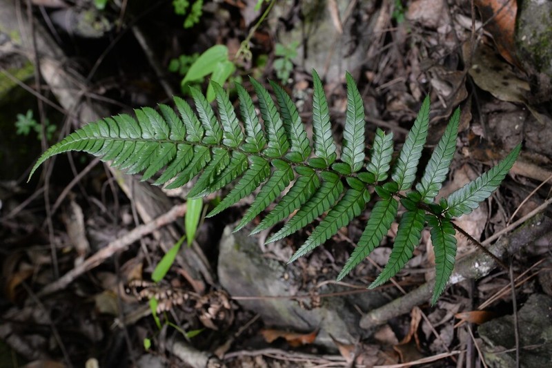 Polystichum mayebarae photo 3