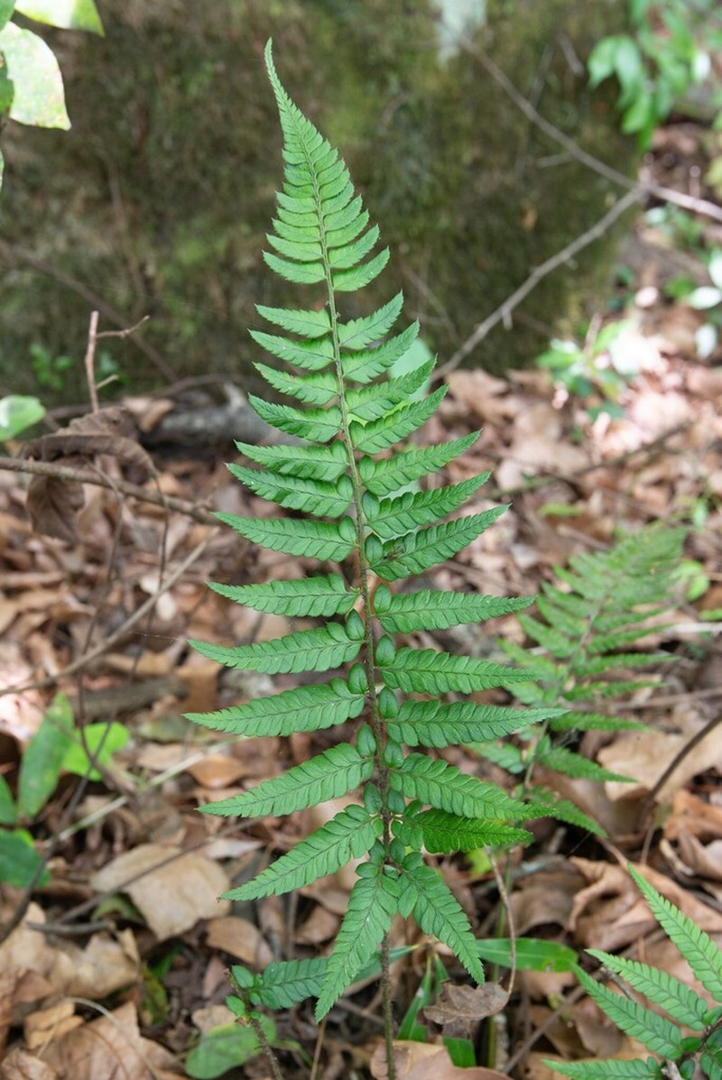 Polystichum mayebarae photo 4