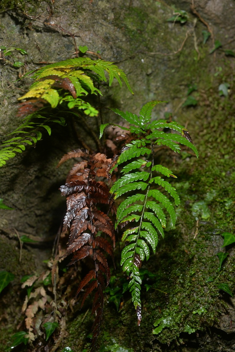 Polystichum mayebarae photo 5