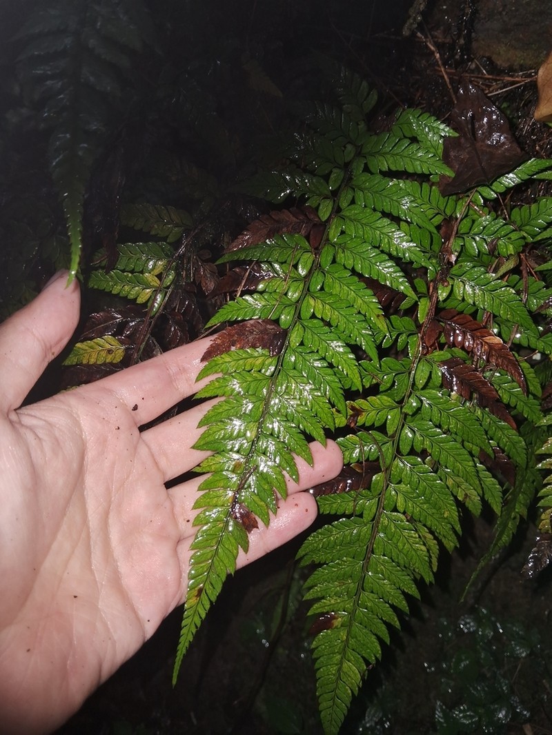 Polystichum mayebarae photo 6