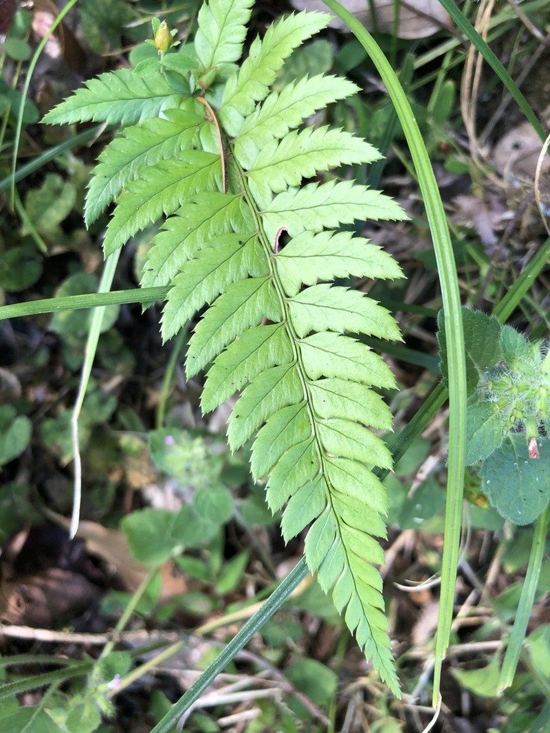 Polystichum mayebarae photo 7