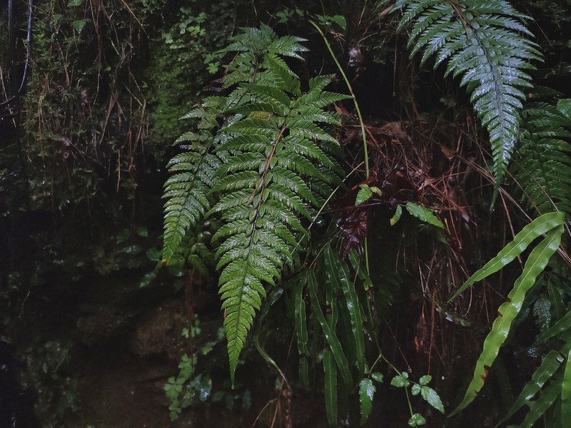 Polystichum mayebarae photo 8