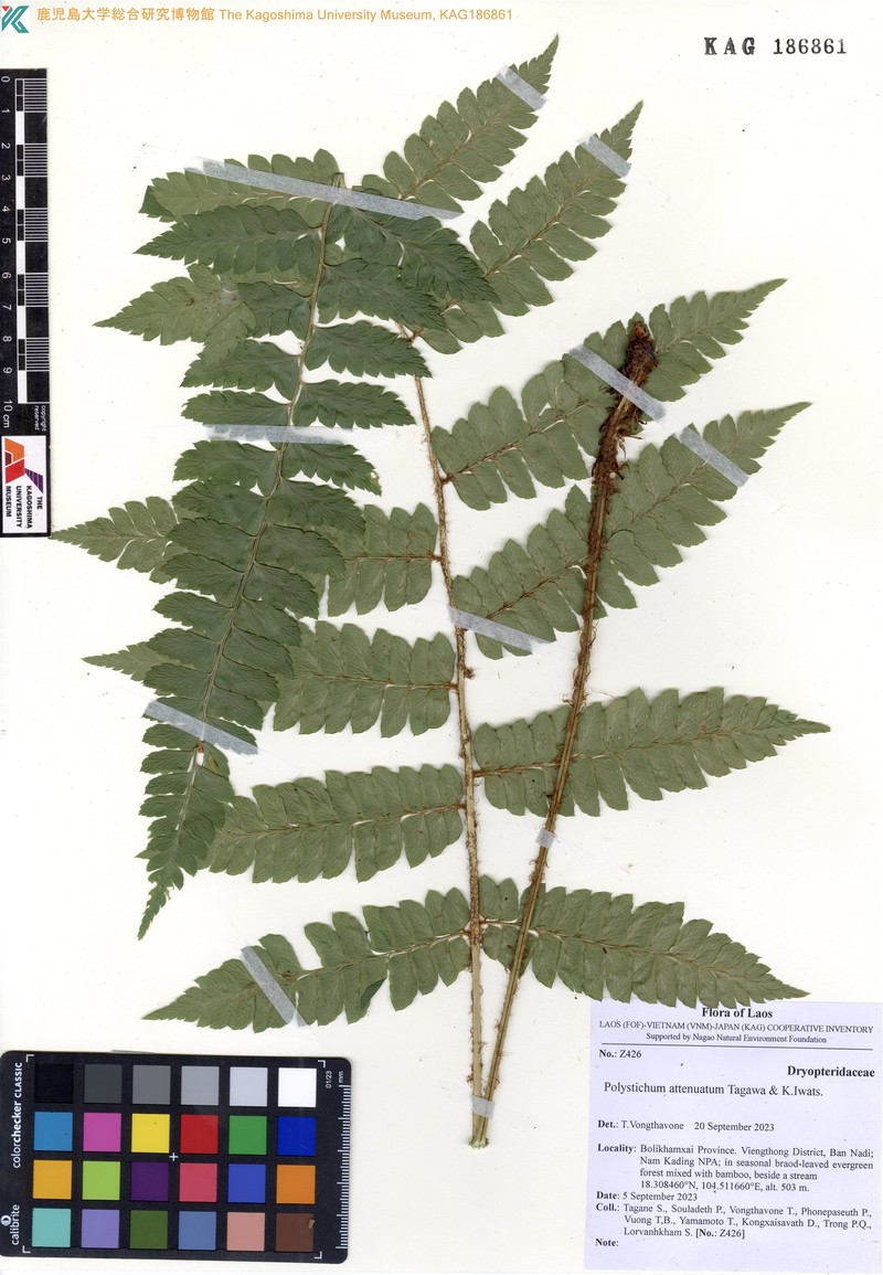 Polystichum meeboldii