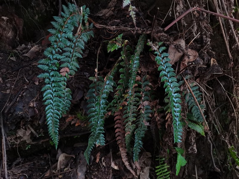 Polystichum mehrae