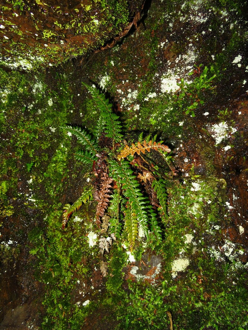 Polystichum mehrae photo 2