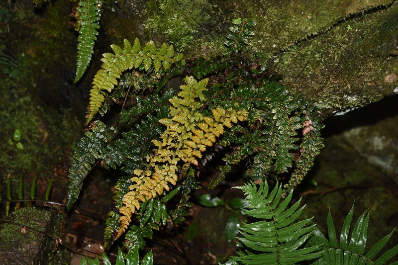 Polystichum mehrae photo 3