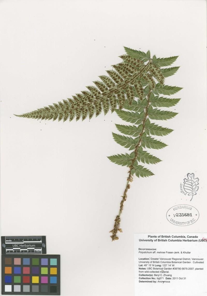 Polystichum mehrae photo 4