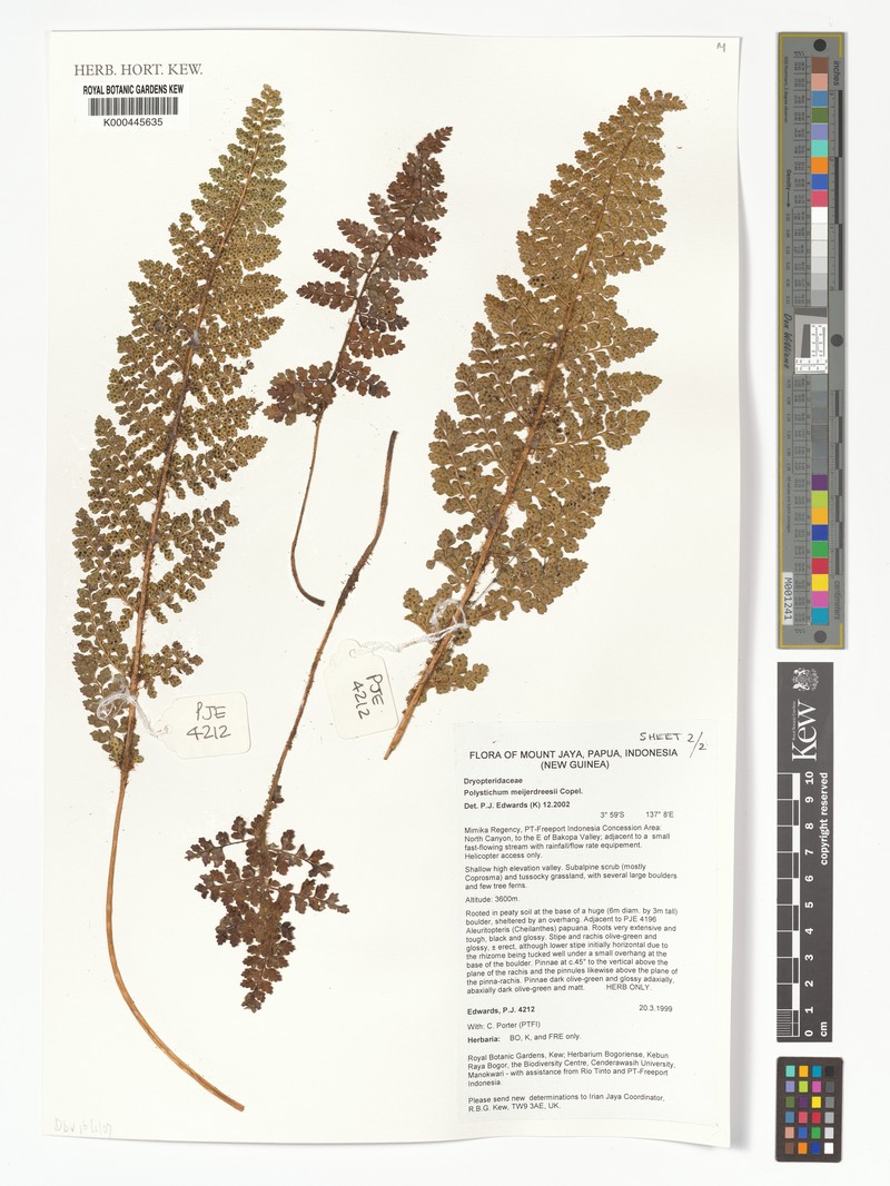 Polystichum meijerdreesii
