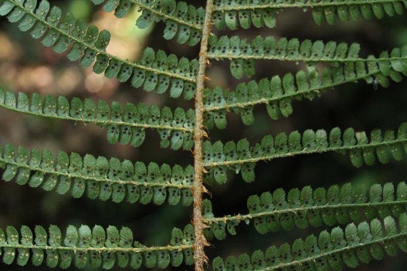 Polystichum mexiae photo 2