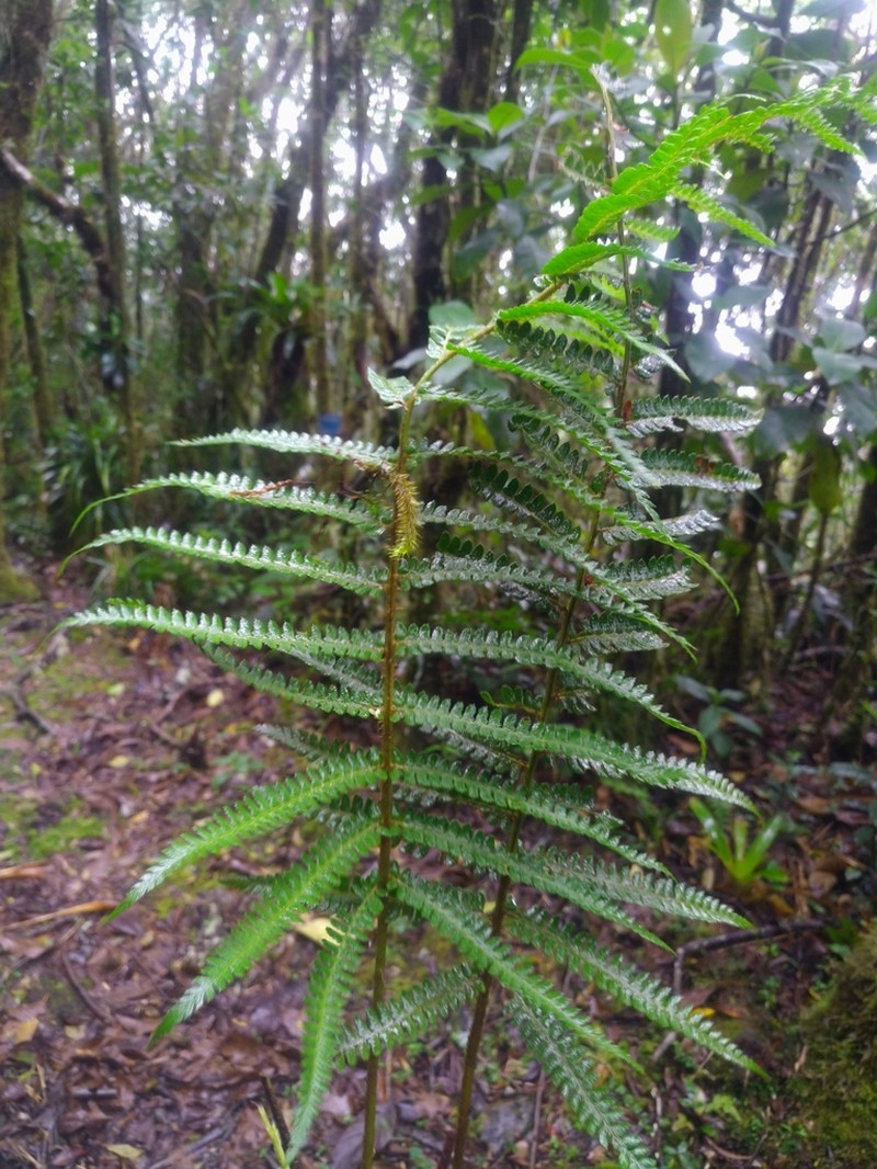 Polystichum mexiae photo 3