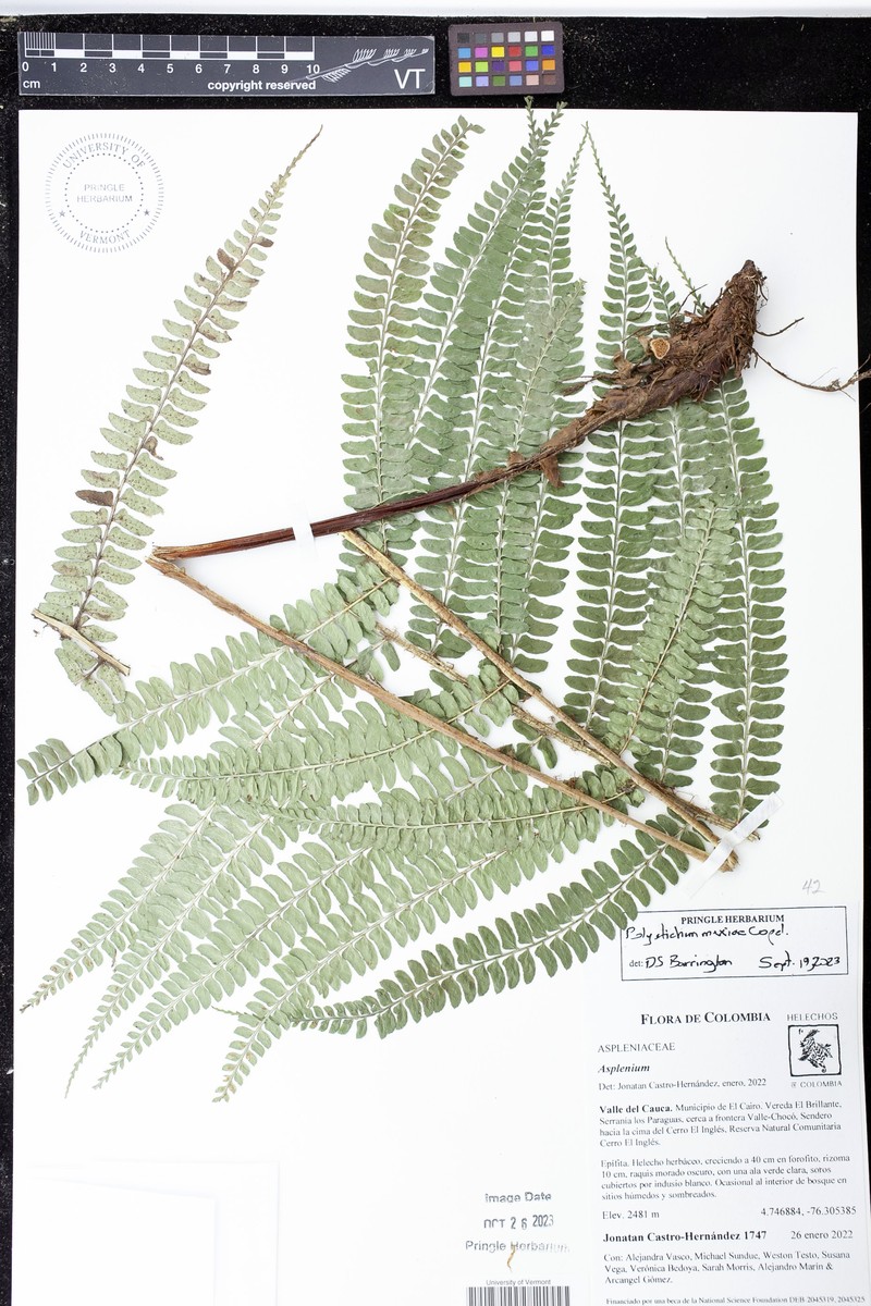 Polystichum mexiae photo 4