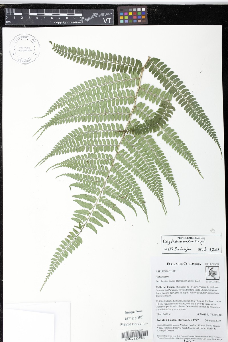 Polystichum mexiae photo 5
