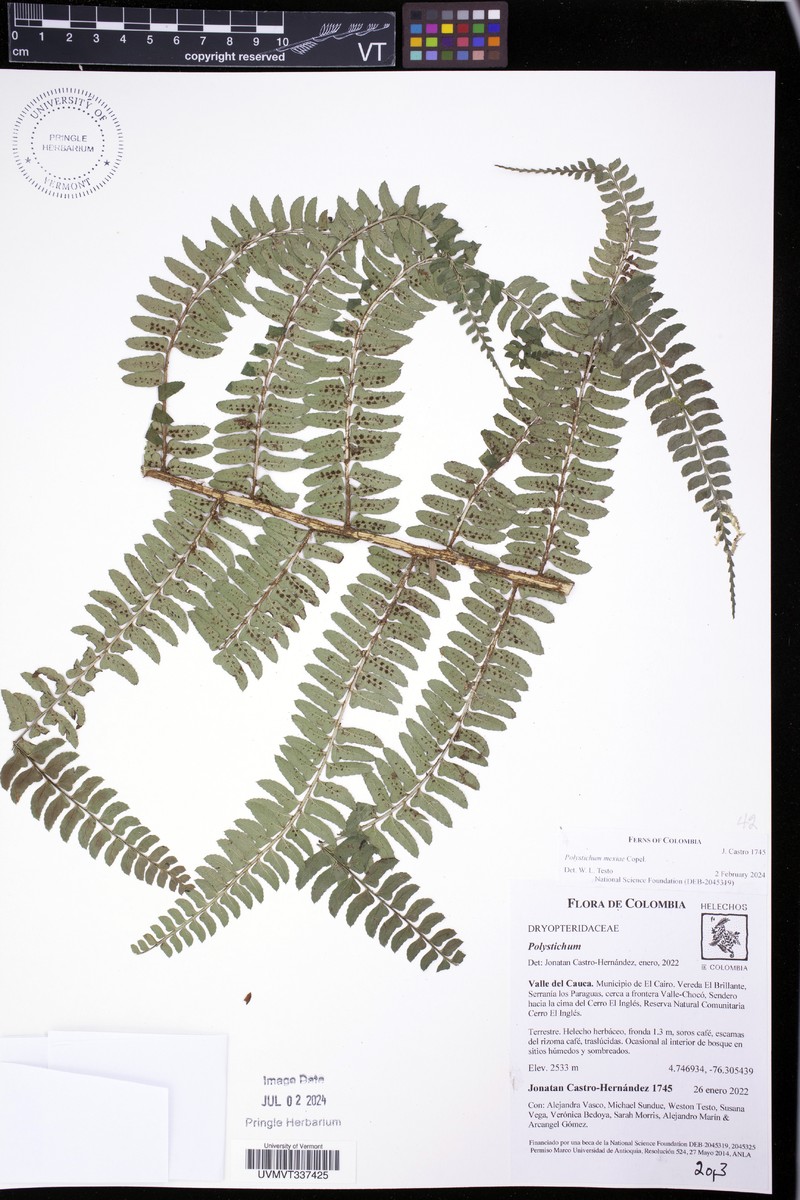 Polystichum mexiae photo 6