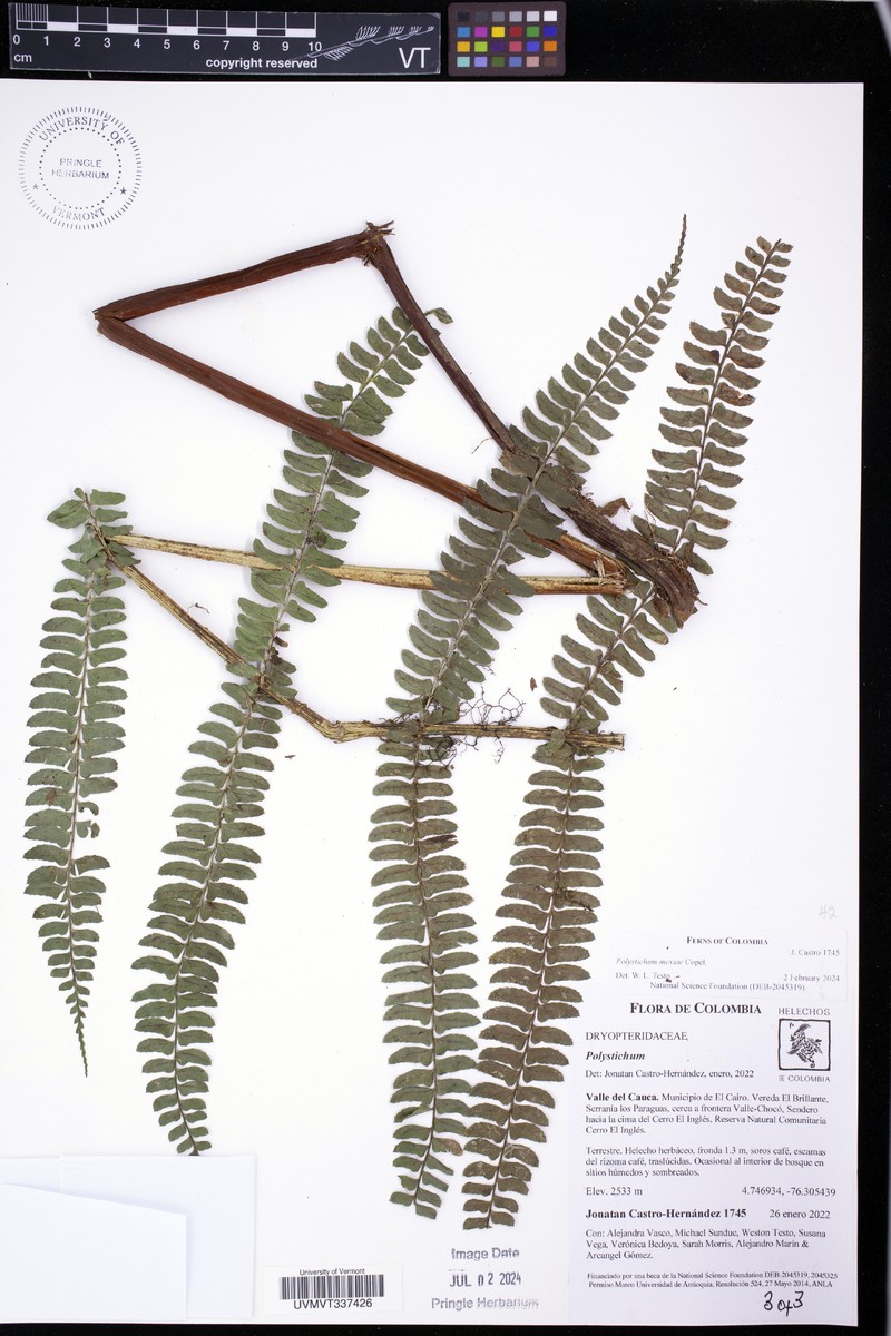 Polystichum mexiae photo 7
