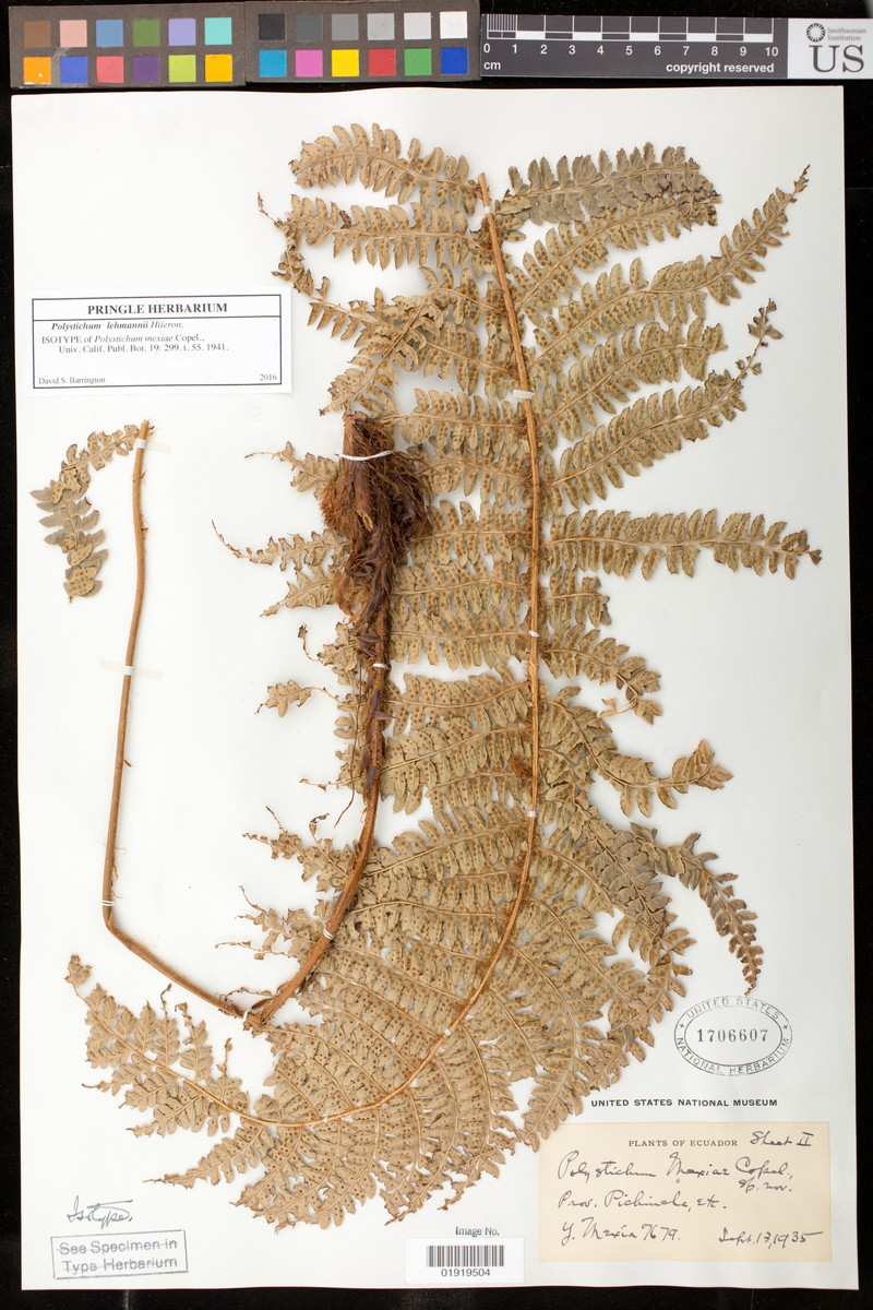 Polystichum mexiae