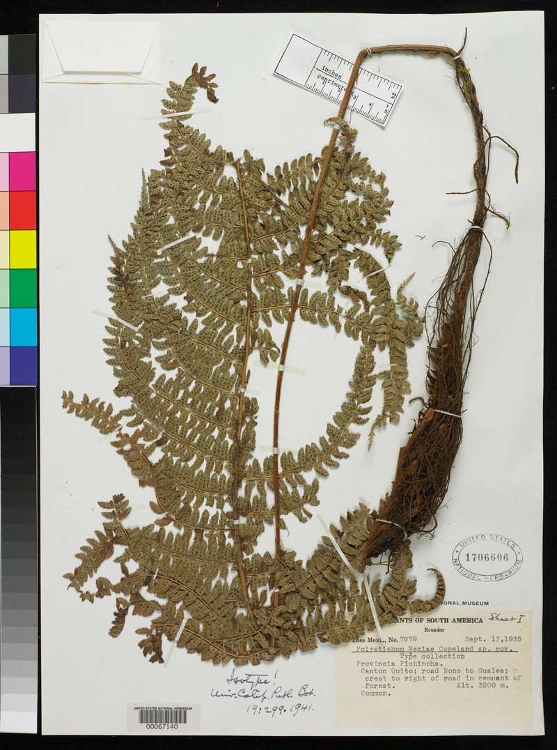 Polystichum mexiae photo 8